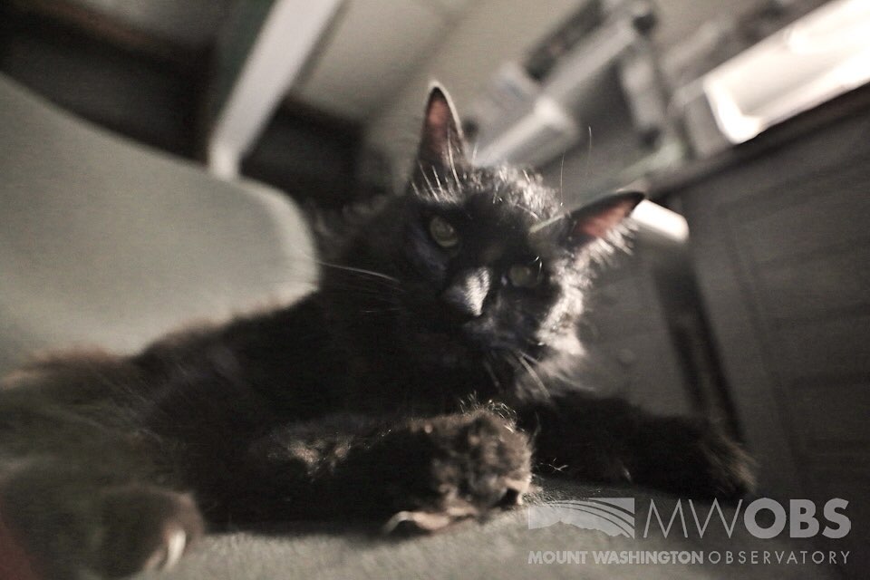 Marty the Cat Mascot for the Mount Washington Observatory