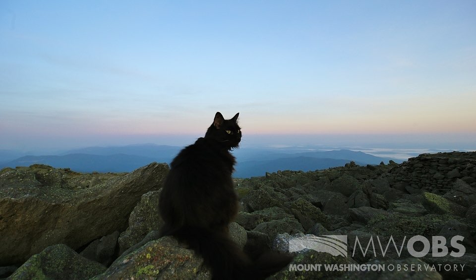 Marty the Cat Mascot for the Mount Washington Observatory