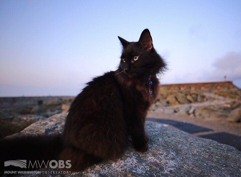 Marty the Cat Mascot for the Mount Washington Observatory