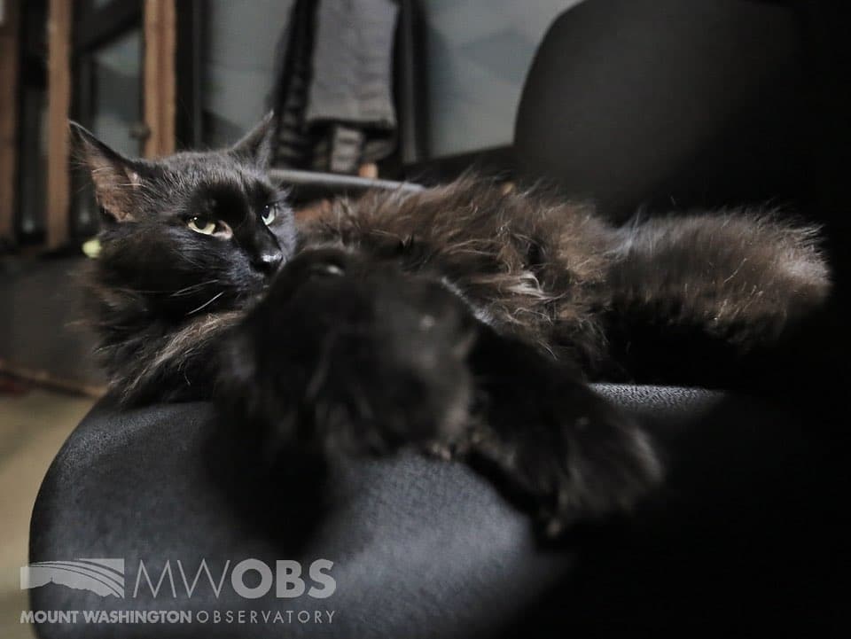 Marty the Cat Mascot for the Mount Washington Observatory