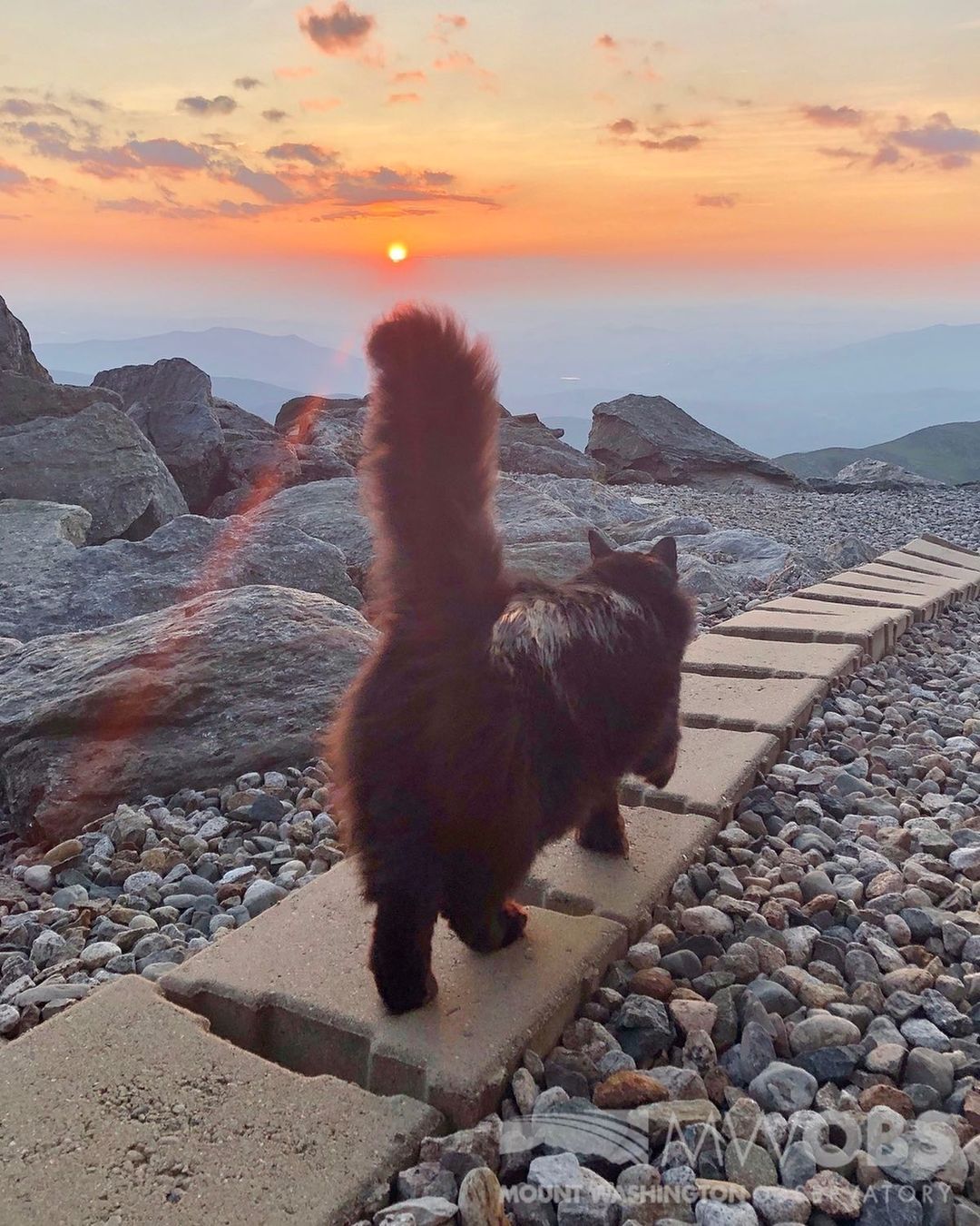 Marty the Cat Mascot for the Mount Washington Observatory