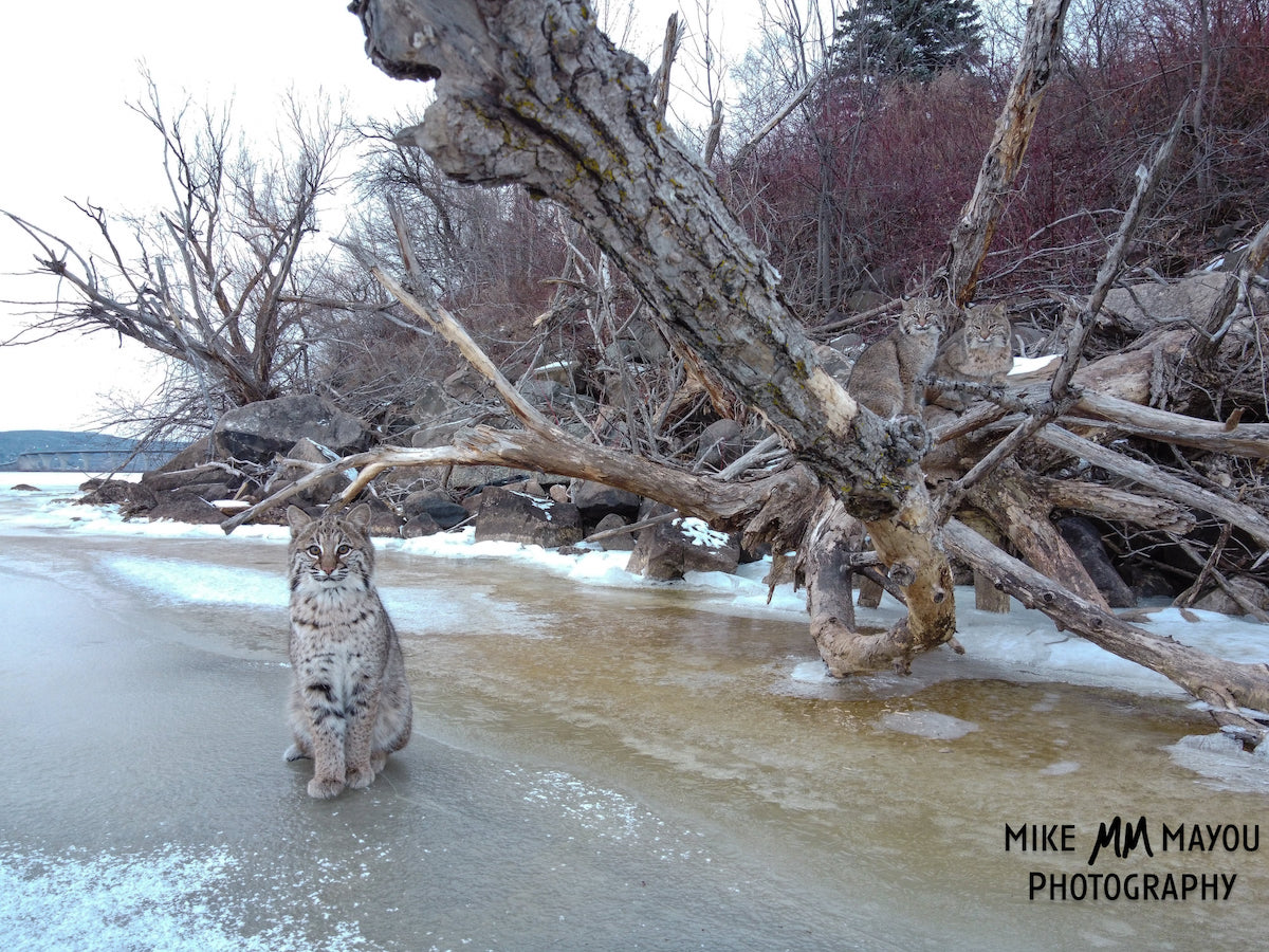 Warren County bobcat photo generates a buzz 