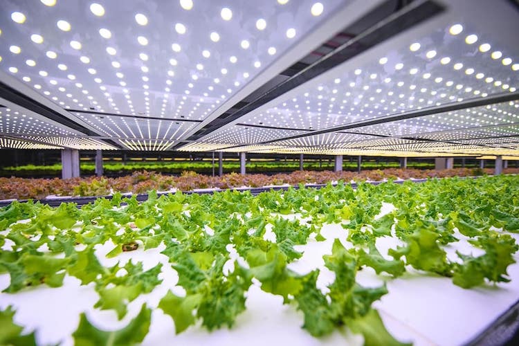 This Wind-Powered Vertical Farm in Denmark Will Provide 1,000 Tons of Food Annually - Nordic Harvest