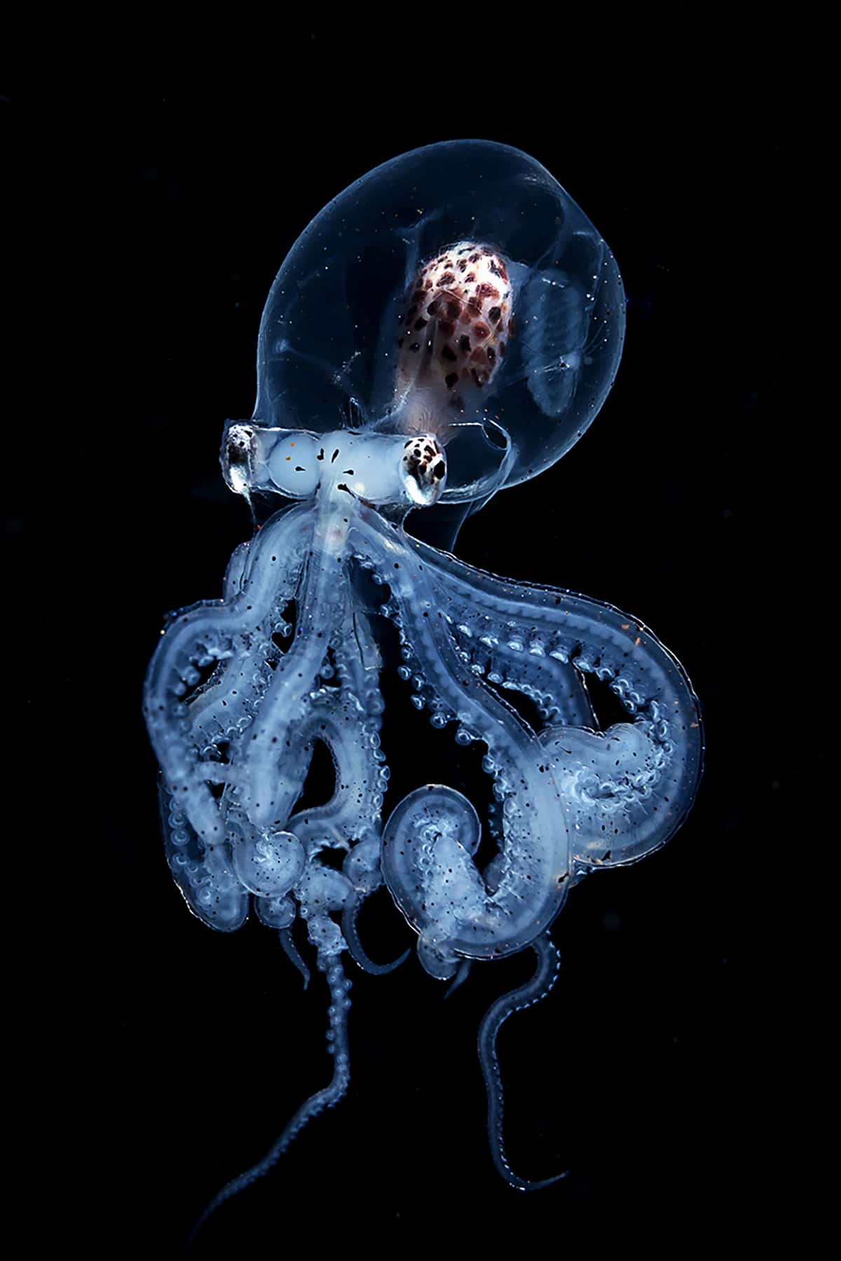 Octopus Photography