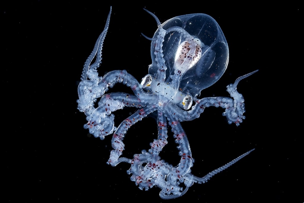 Transparent Octopus Caught by Blackwater Photographer [Interview]