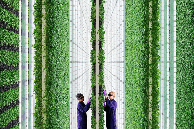 This 2-Acre Vertical Farm is Managed by AI and Robots
