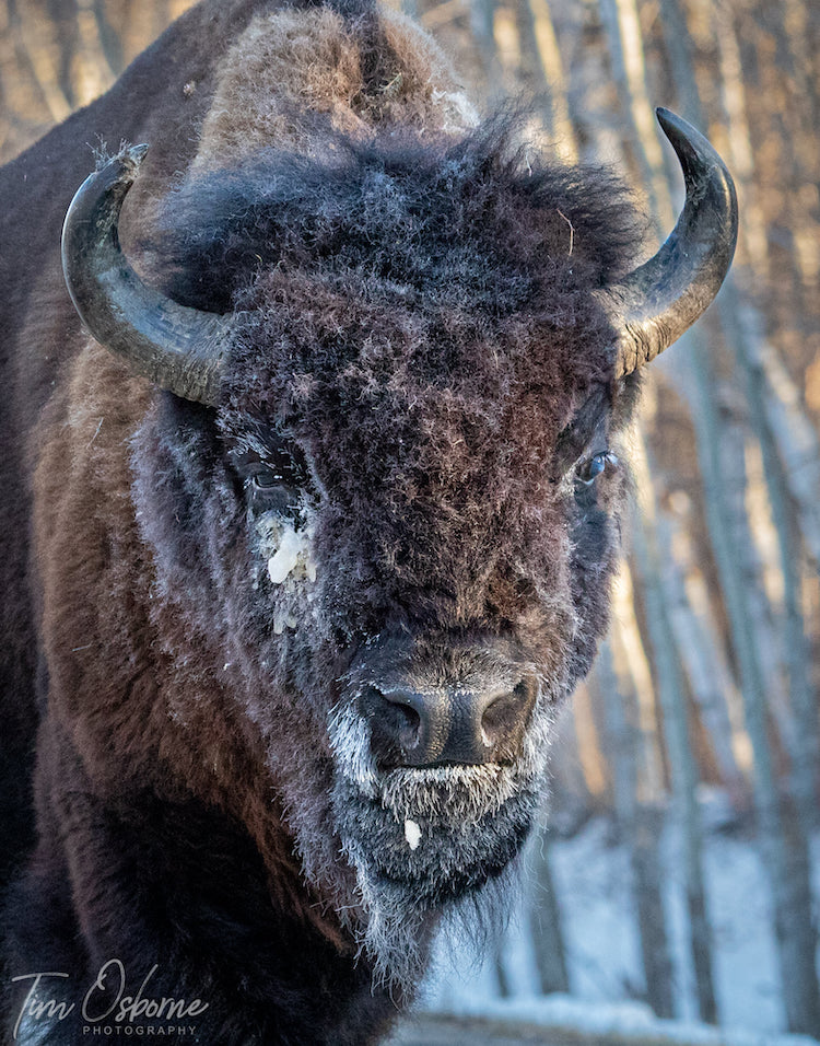 Tim Osborne Elk Island National Park Wildlife Photography