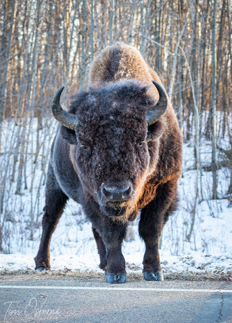 Bison at Edge of Road Wildlife Photography by Tim Osborne