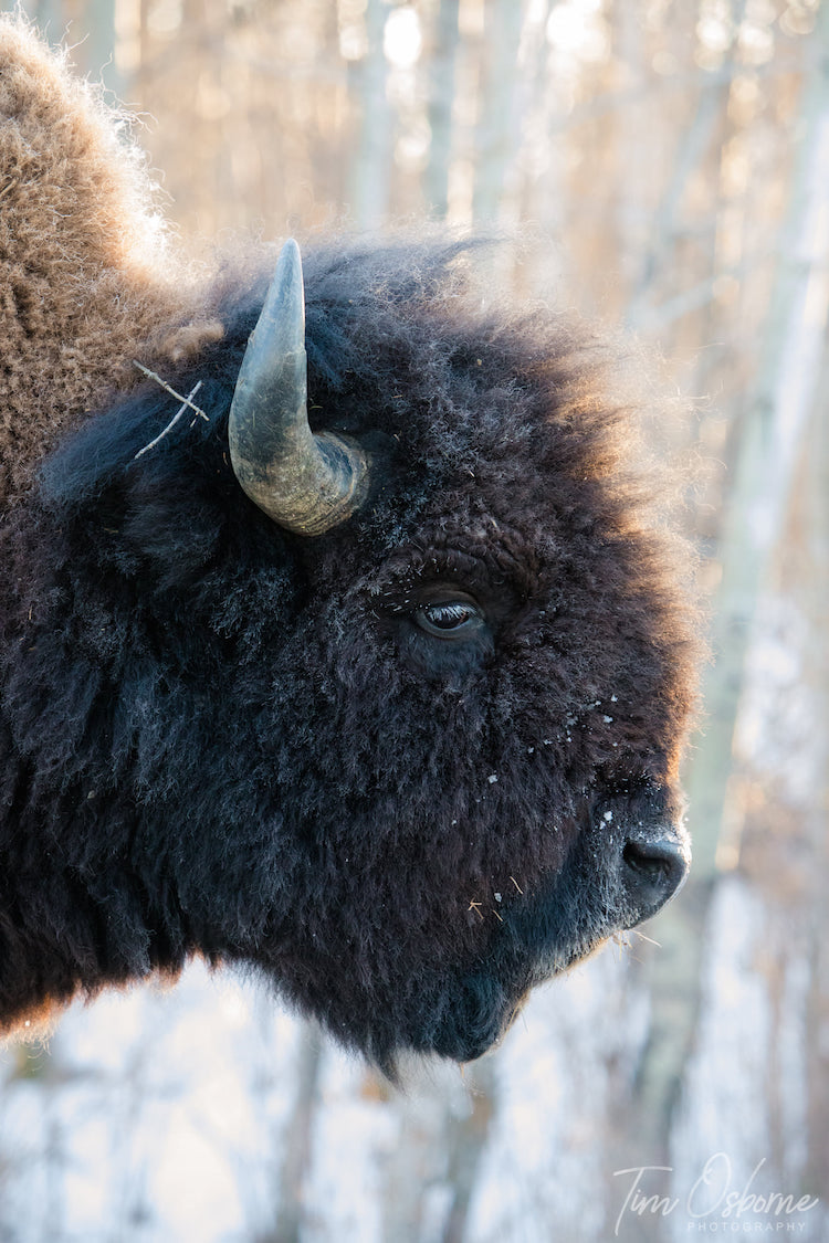 Tim Osborne Bison Wildlife Photography