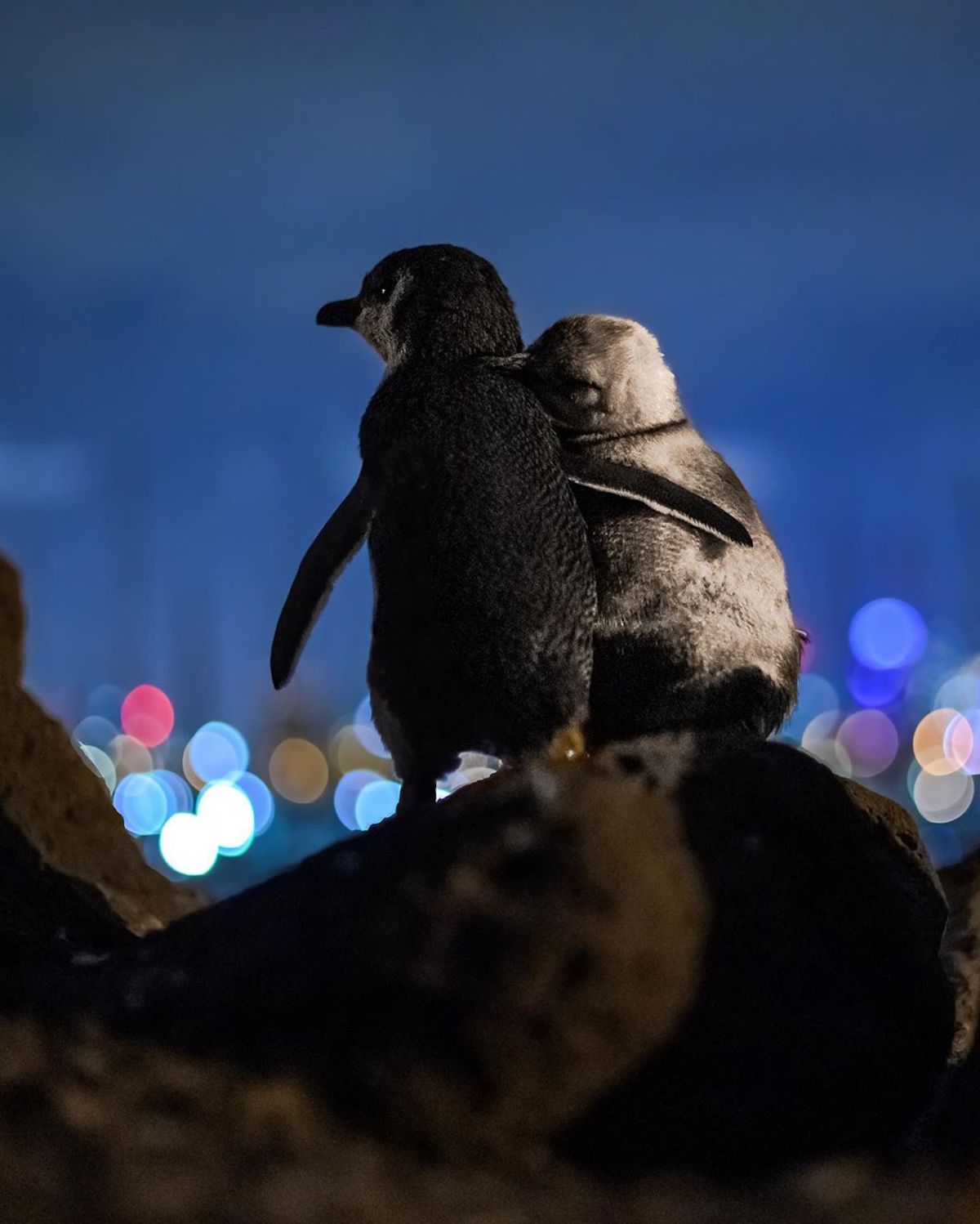 foto de pinguinos abrazados
