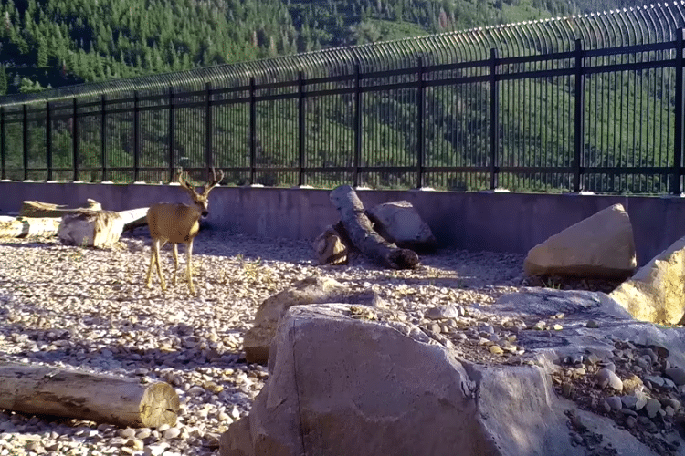 Watch Animals Safely Cross Utah's First Wildlife Overpass 