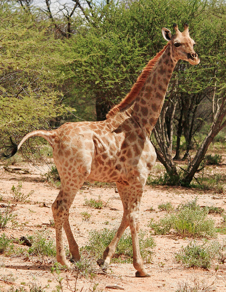 jirafa enana en Namibia