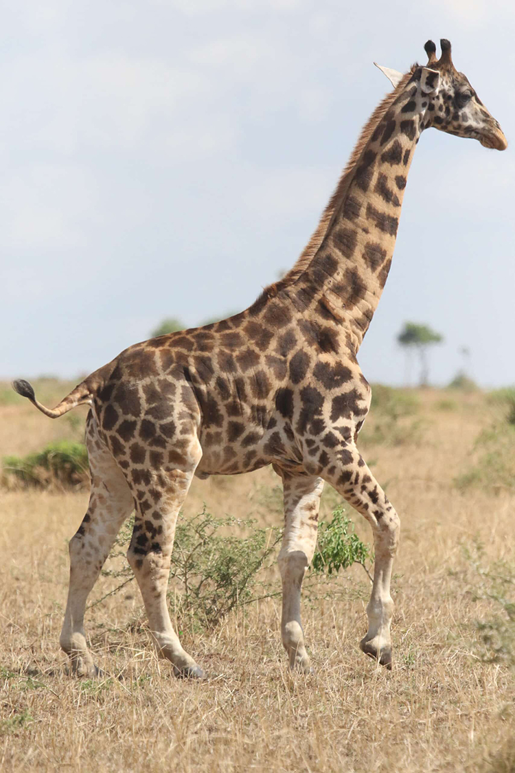 jirafa enana en Uganda
