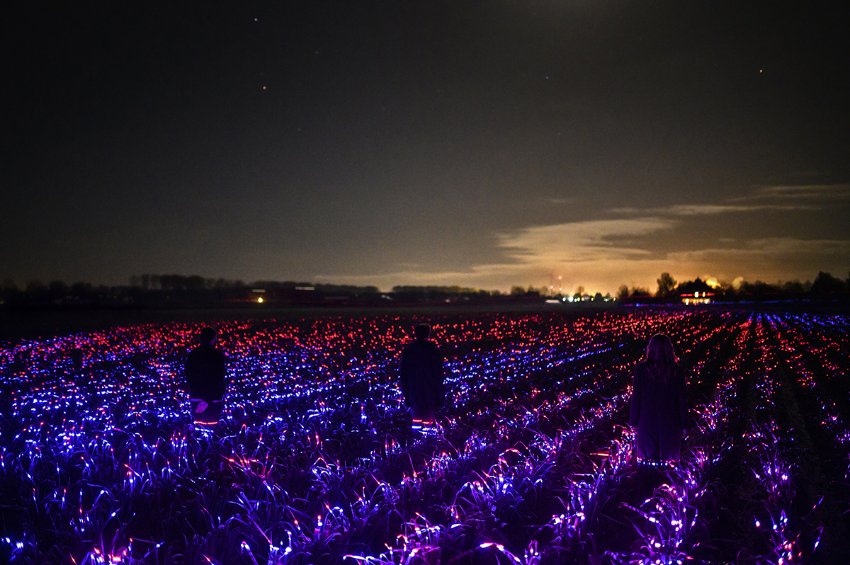 Daan Roosegaarde "Grow" Studio Light Recipes LED Plants