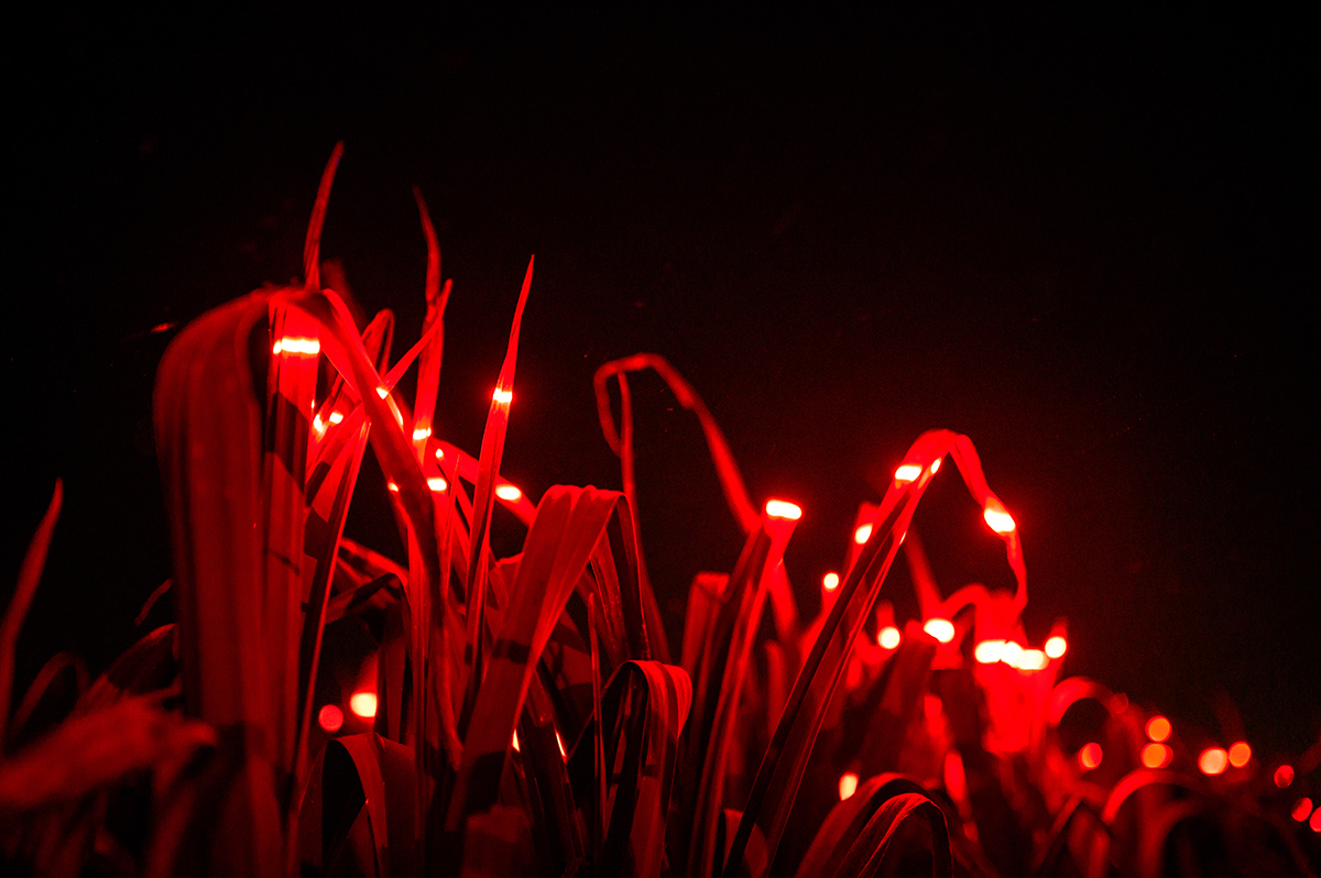 Daan Roosegaarde "Grow" Studio Light Recipes LED Plants Studio