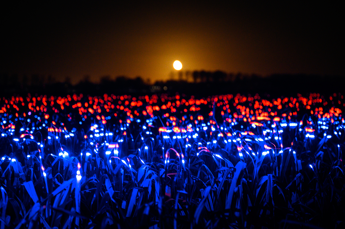 Daan Roosegaarde "Grow" Studio Light Recipes LED PLants