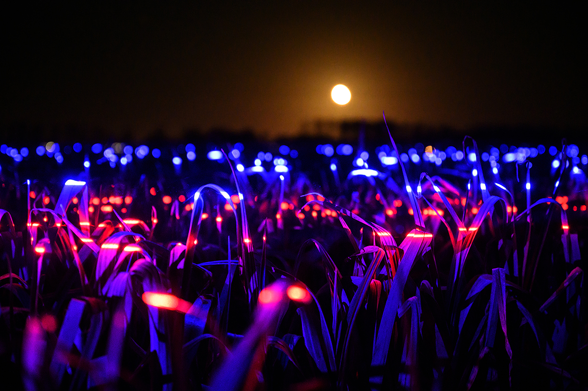 Daan Roosegaarde "Grow" Studio Light Recipes LED PLants