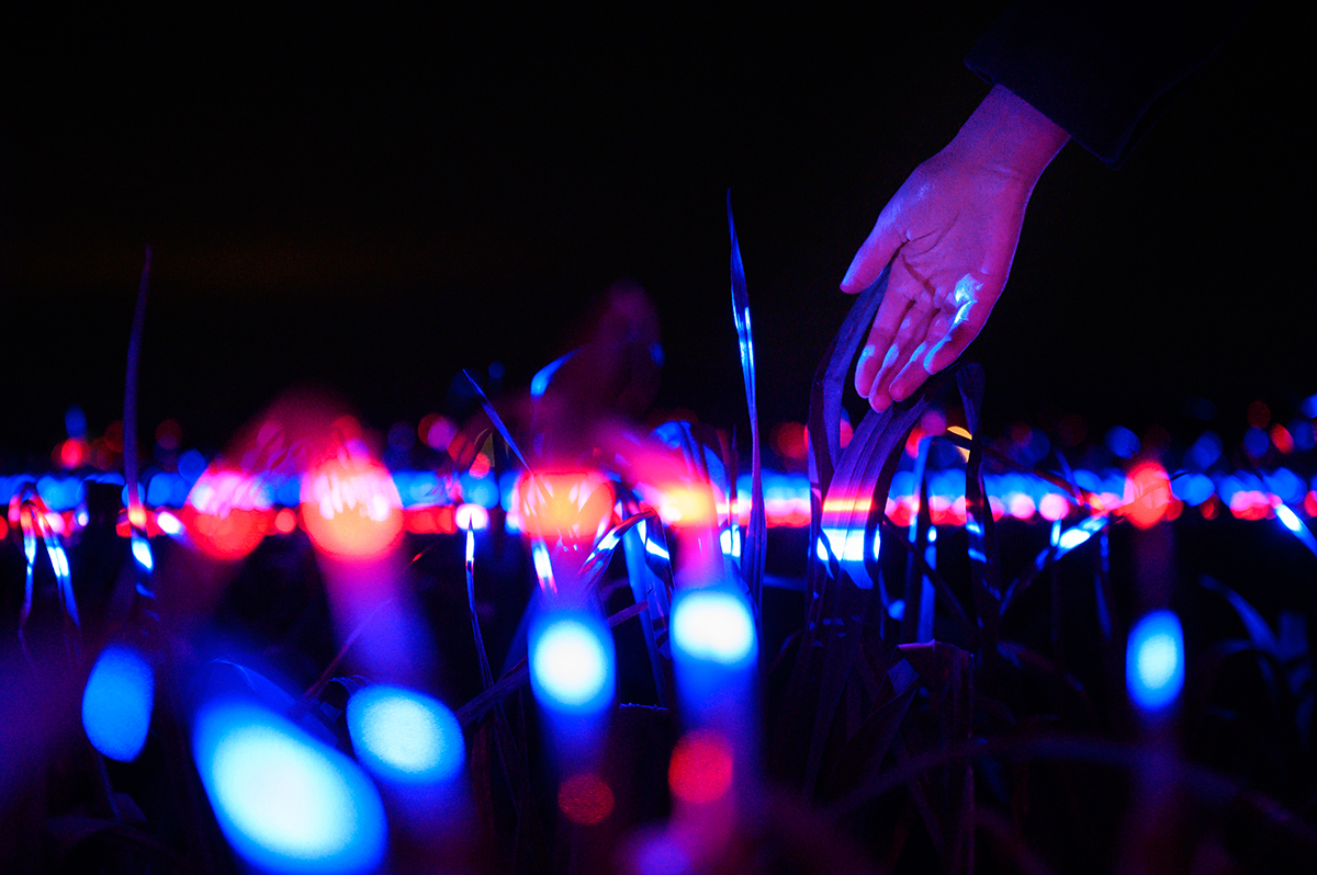 Daan Roosegaarde "Grow" Studio Light Recipes LED PLants