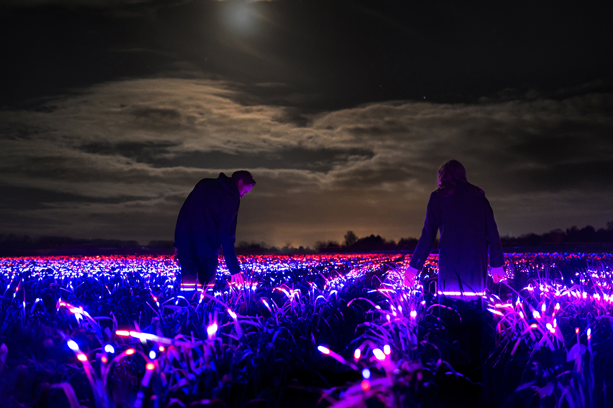 Daan Roosegaarde "Grow" Studio Light Recipes LED PLants