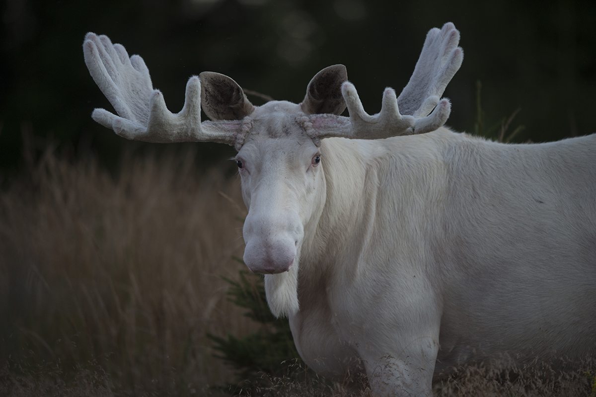 White Moose in Sweden Roger Brendhagen