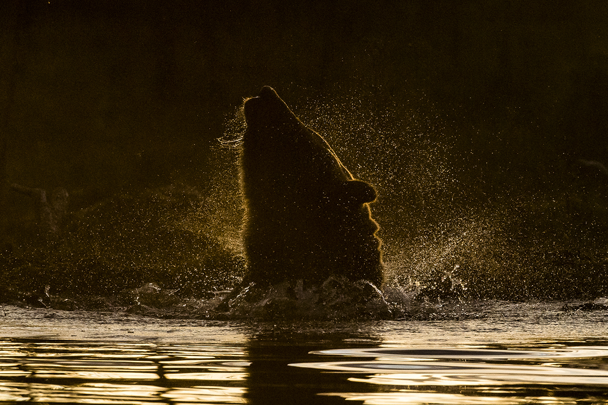 Roger Brendhagen Wildlife Photography