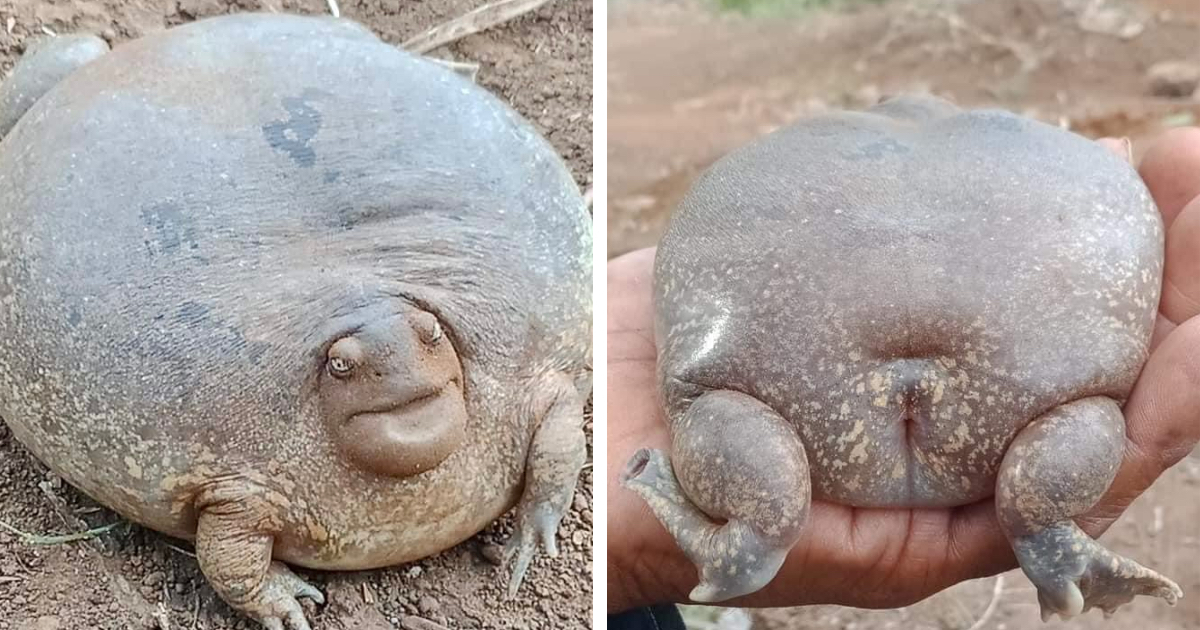 This Amazing Frog Is So Big That It Is Unbelievable