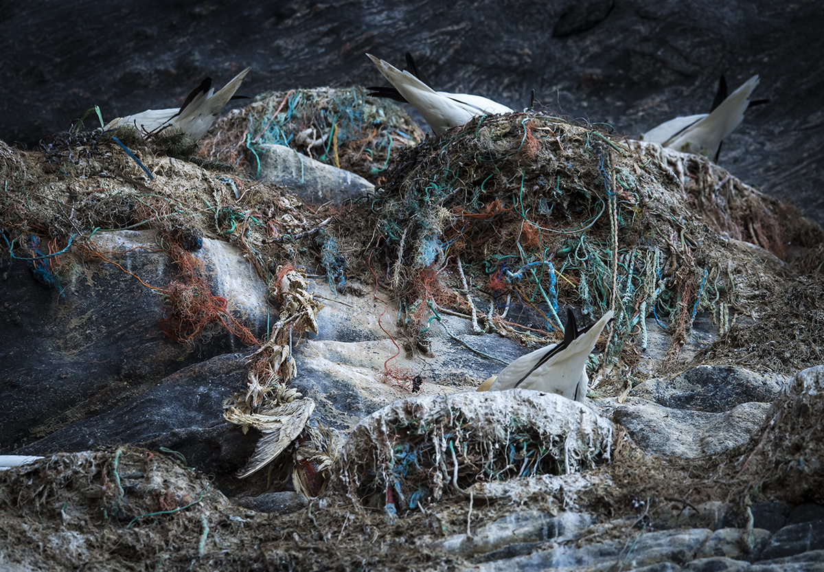 Northern Gannet 