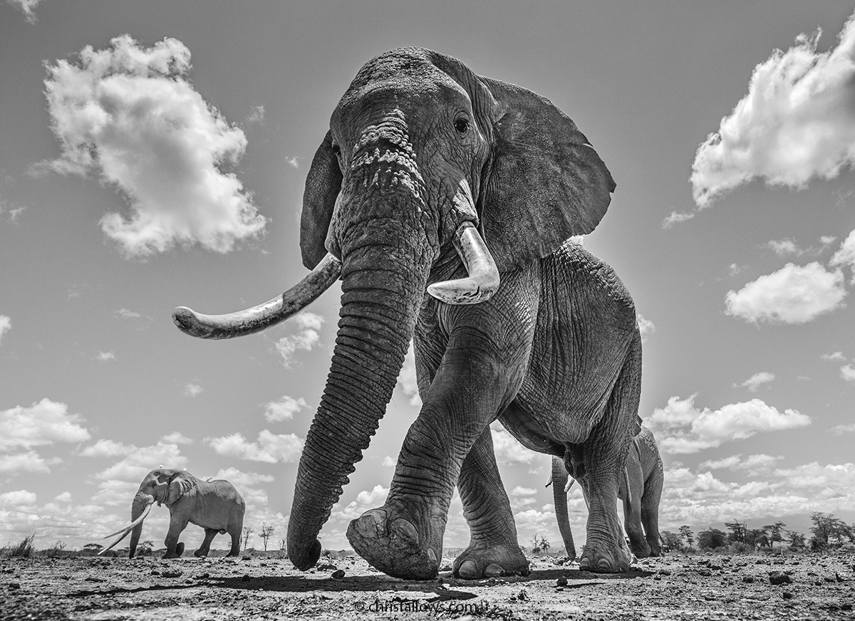 Fotos de elefantes africanos en blanco y negro por Cris Fallows