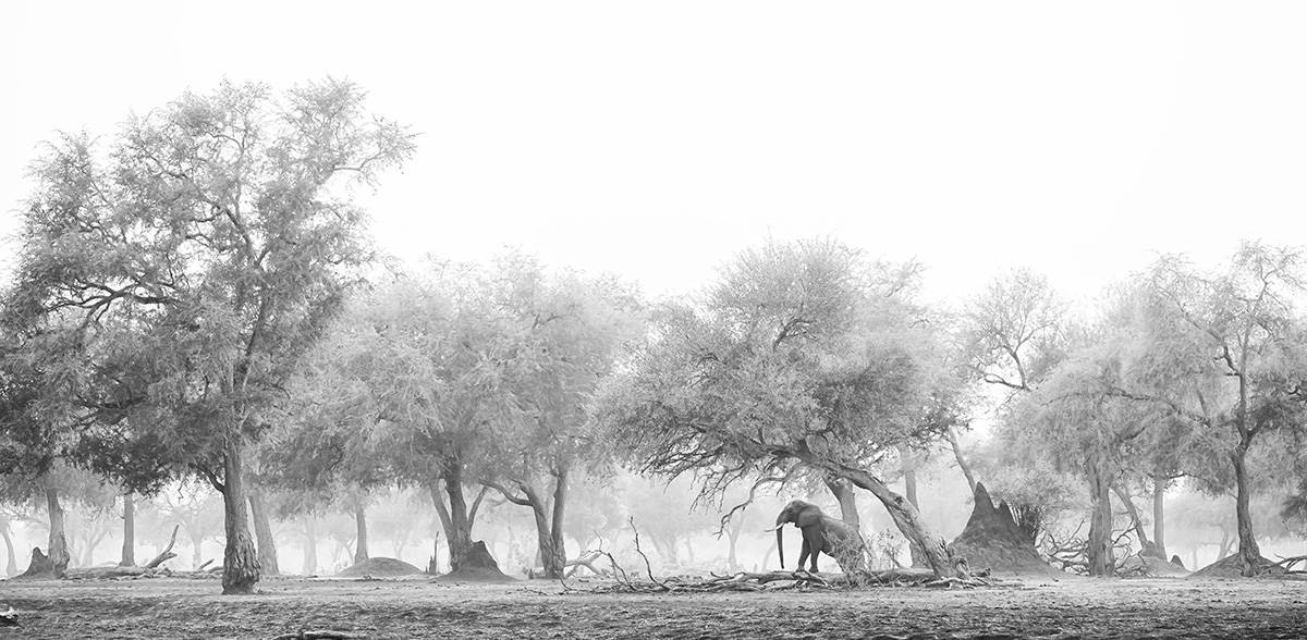 Fotos de elefantes en blanco y negro por Cris Fallows