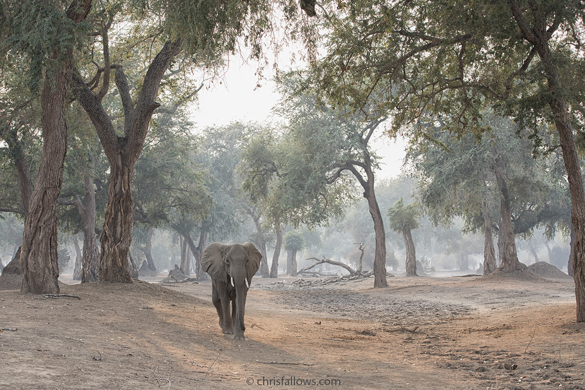 Fotos de elefantes africanos por Cris Fallows