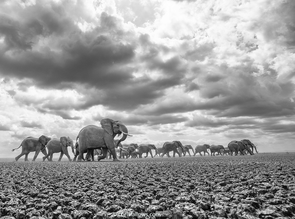 Wildlife Elephant Photography by Chris Fallows