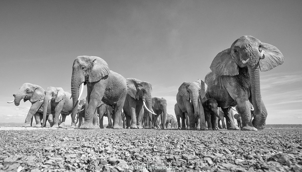 Fotografía de elefantes africanos por Cris Fallows