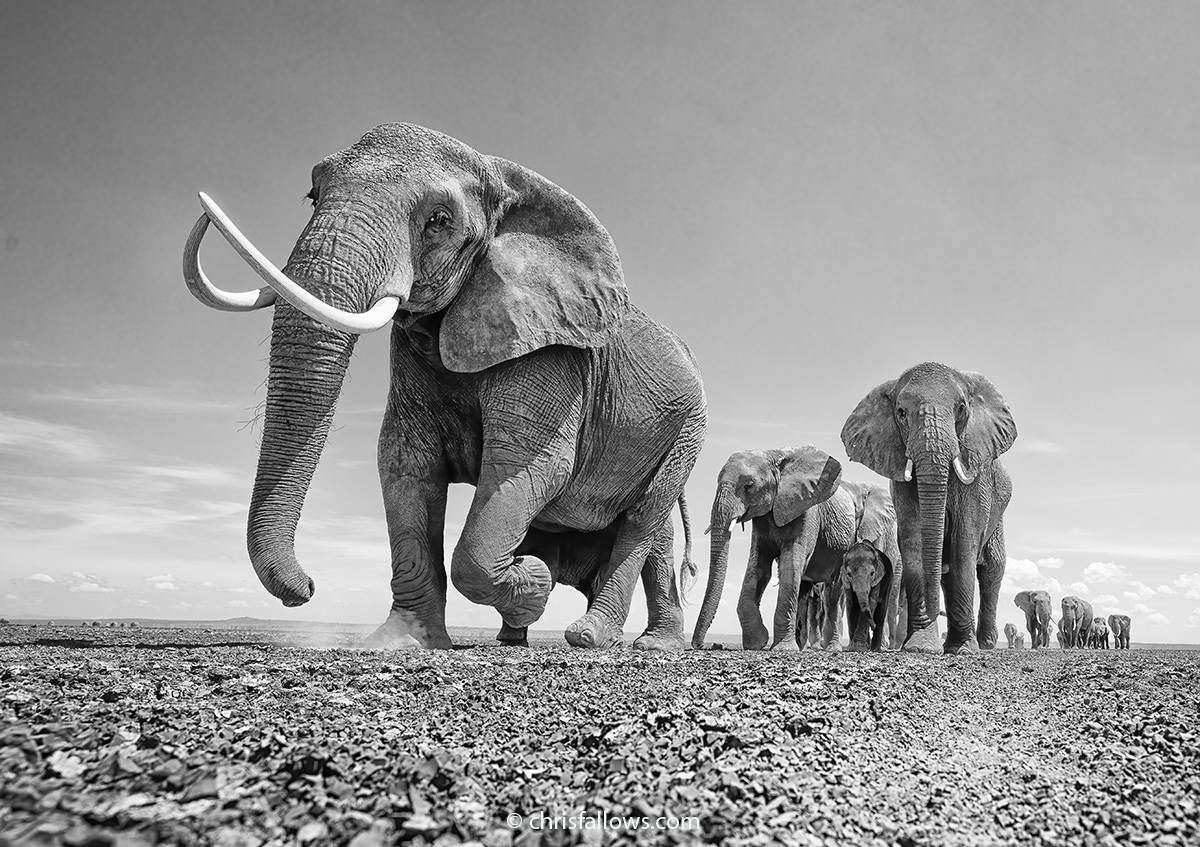 Wildlife Elephant Photography by Chris Fallows