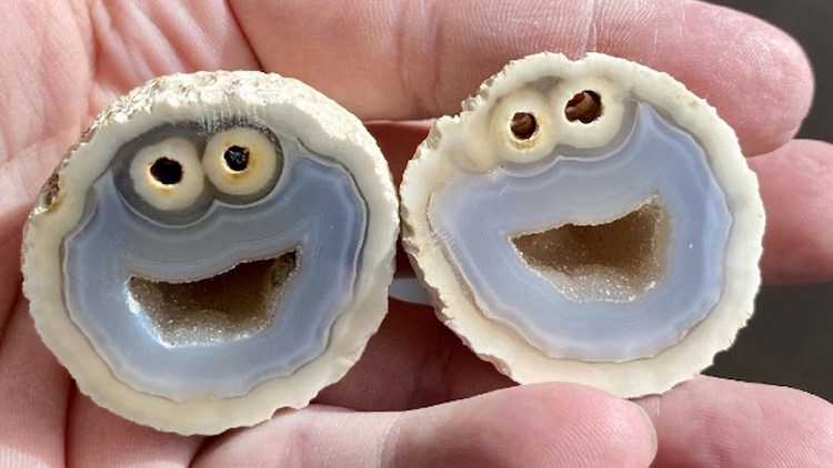 Monstruo comegalletas dentro de una roca volcánica