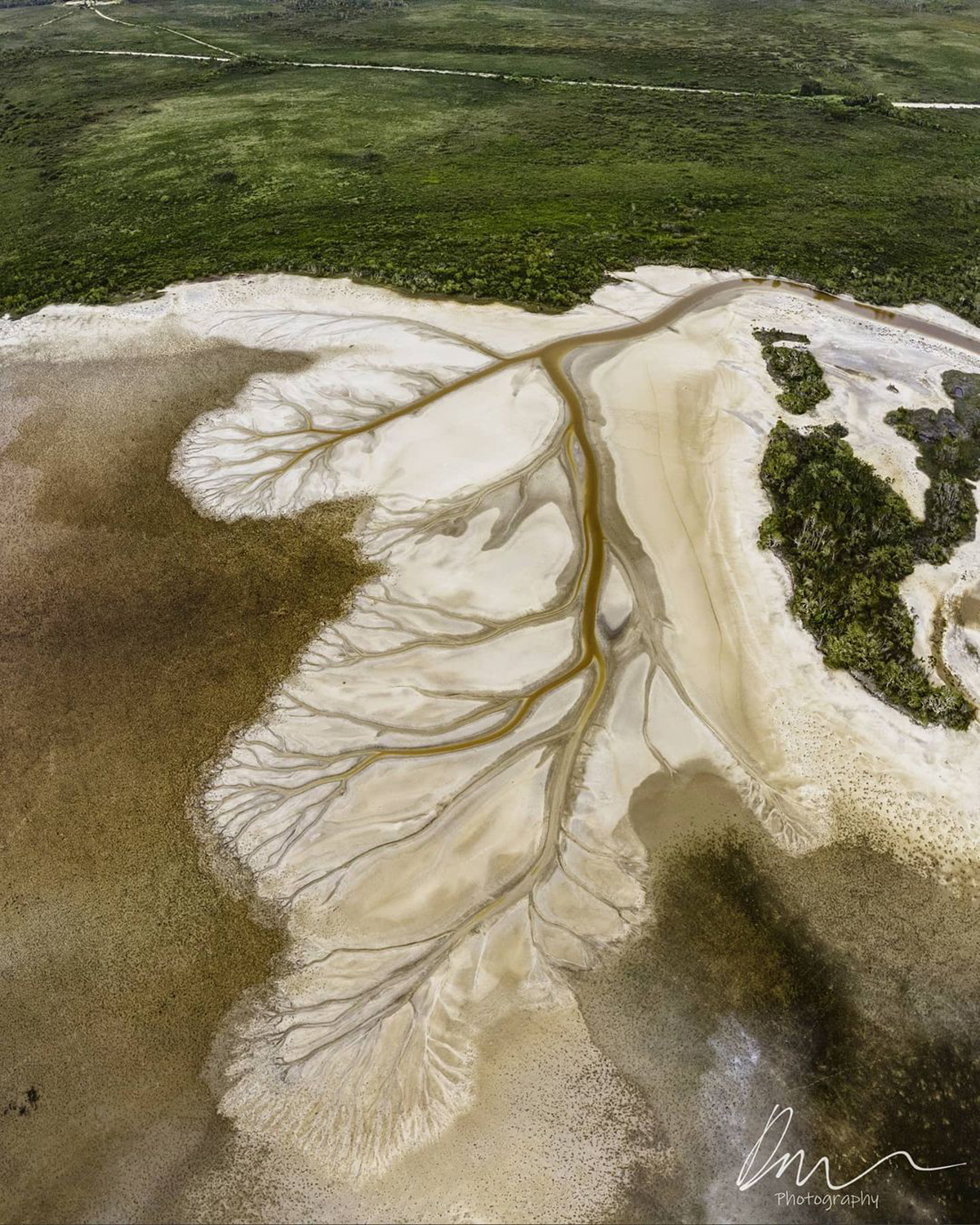 arbol de la vida en un lago en australia