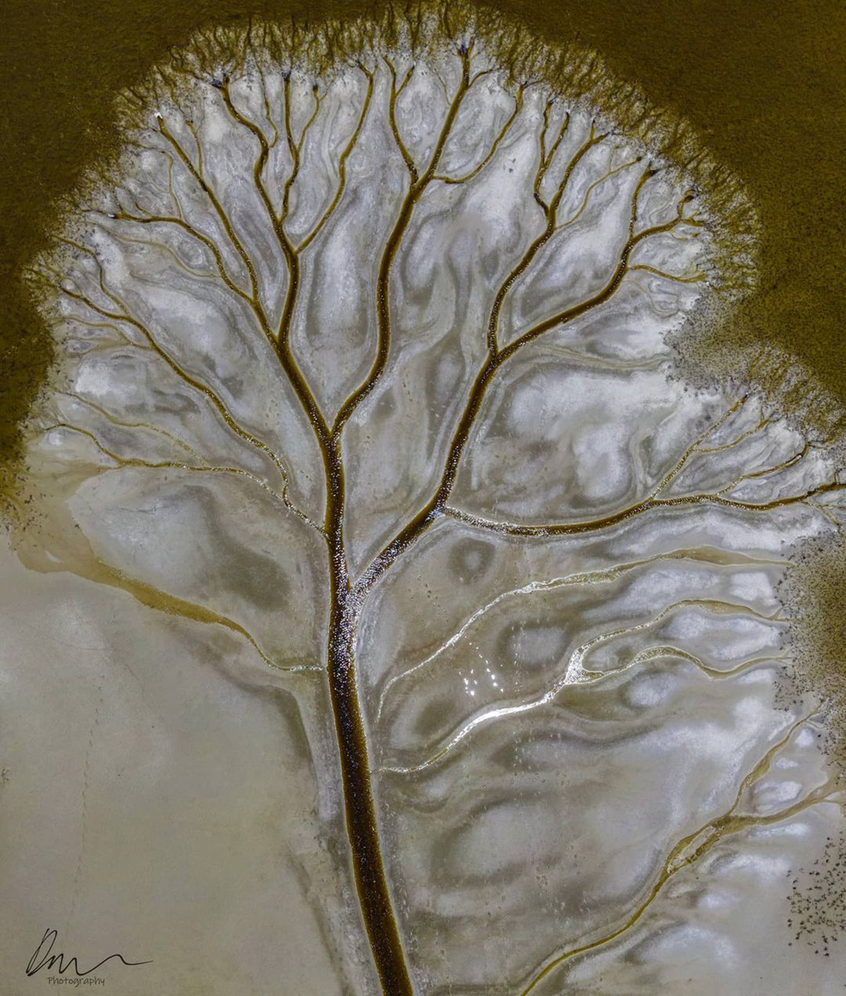 arbol de la vida en un lago en australia