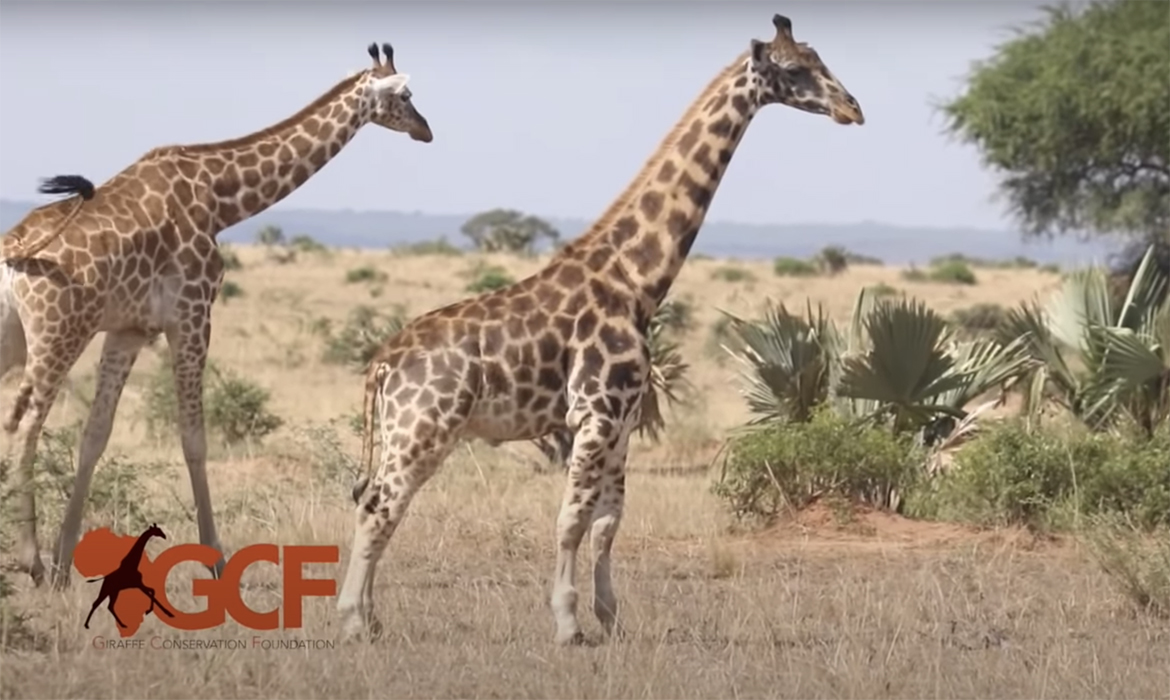 Scientists Find First Known Dwarf Giraffes In Namibia And Uganda