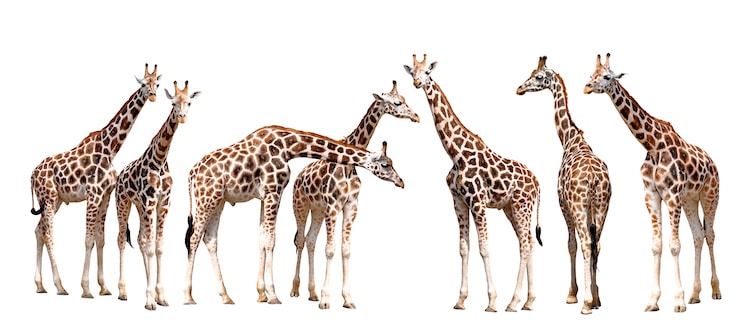 Herd of Giraffes