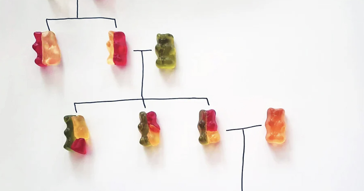 Gummy bear lesson