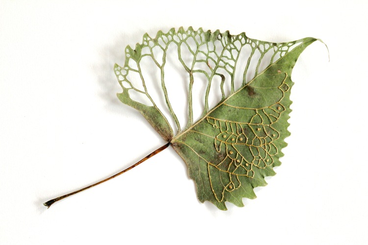 Leaf Embroidery Art by Hillary Waters Fayle