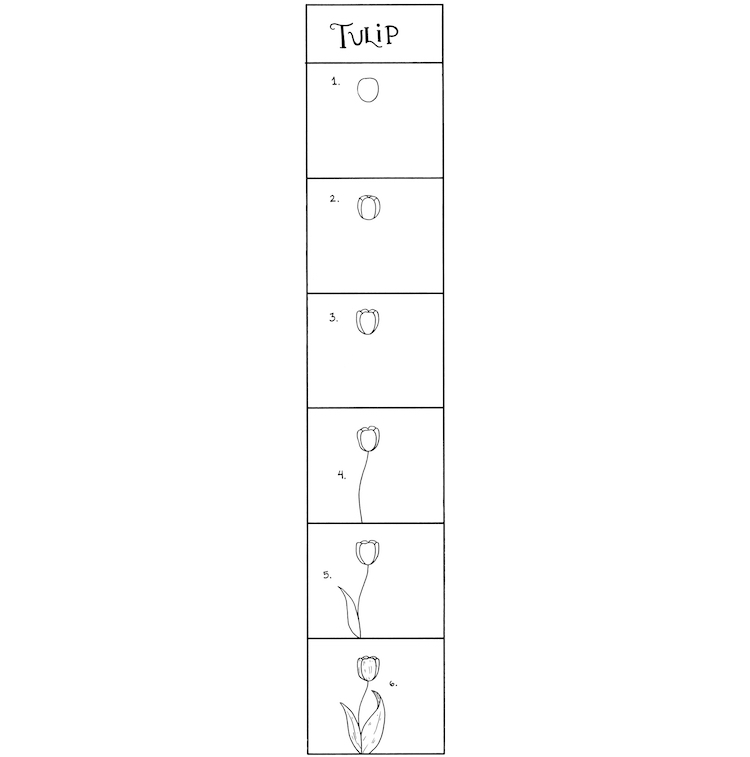 How to Draw Tulips