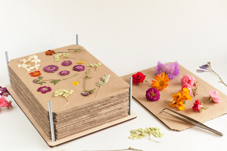 Flower Pressing: How To Press Your Own Flowers for Creative Projects