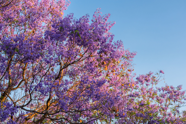 La jacaranda: el árbol que tiñe de morado la primavera