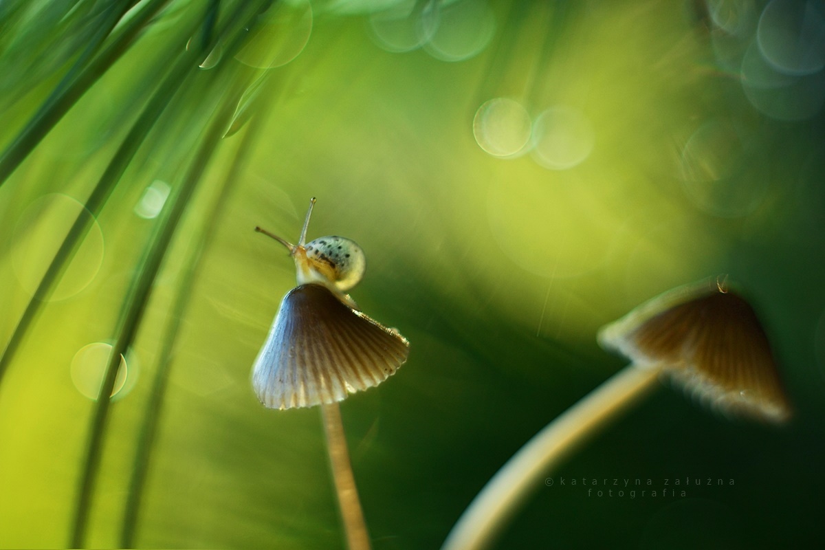 Macro Photography With Snail