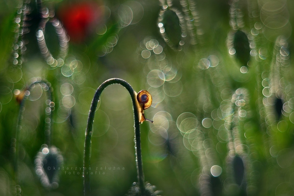 Photographie escargots effet bokeh