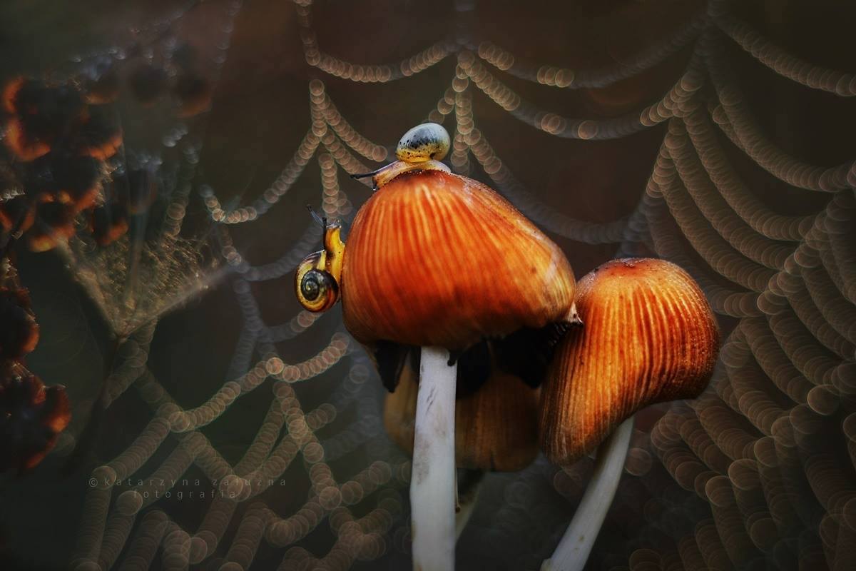 Macro Photography of Snail 