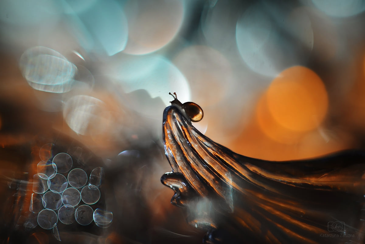 Bokeh Photography of Snails