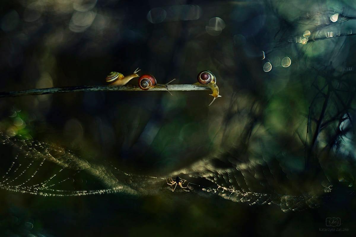 Bokeh Effect Photography With Snail
