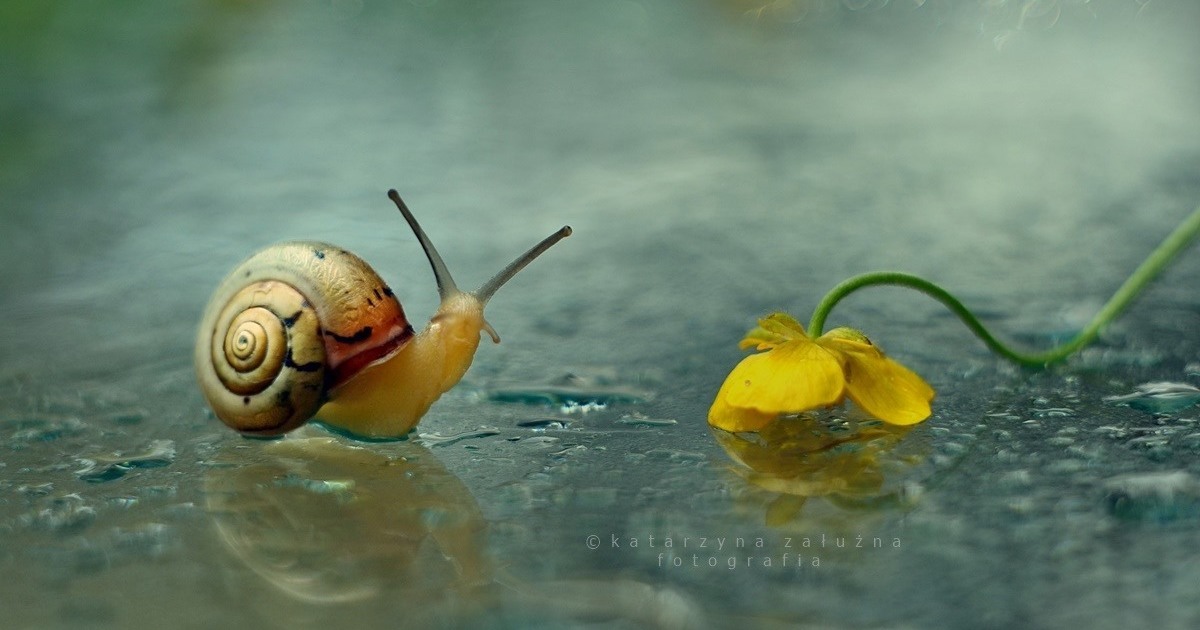 These beautiful snail portraits will make you see these creatures in a new light…