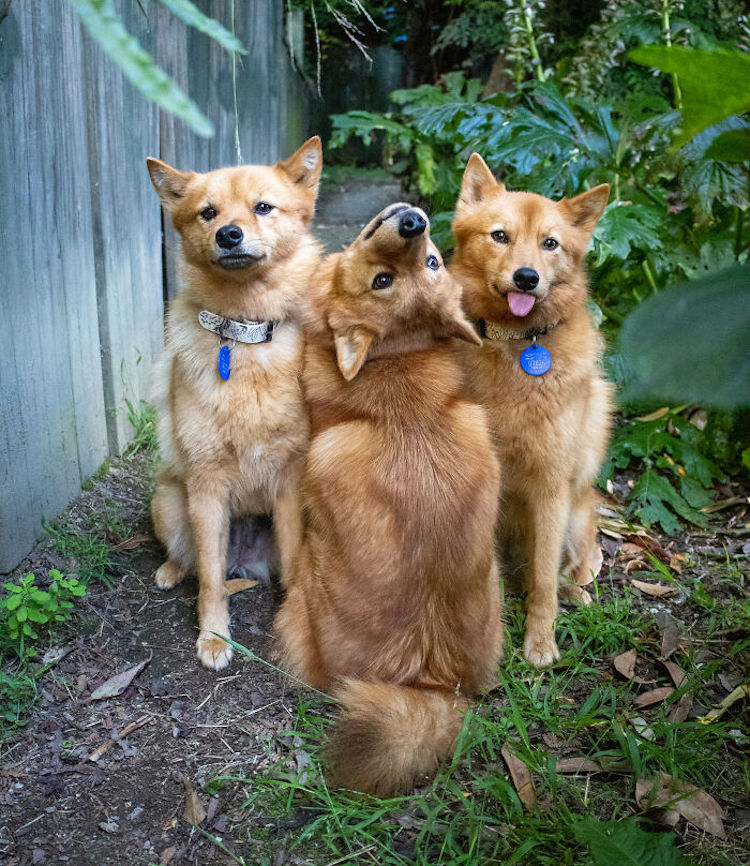 Silly Pup With Its Head Back